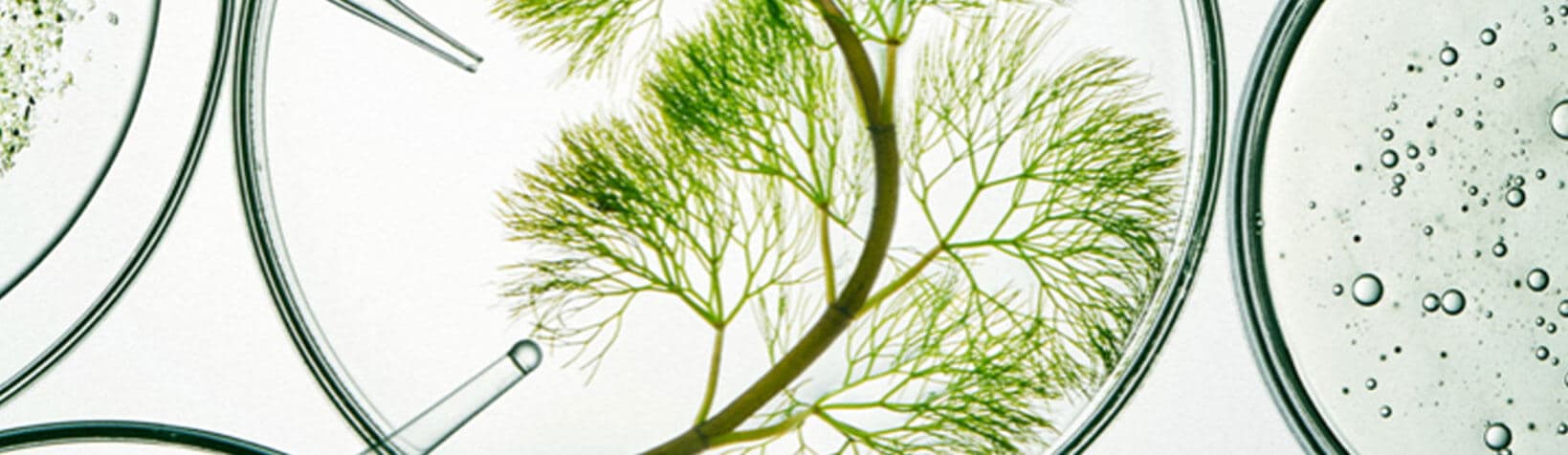 可持续生物制造的工业生物技术